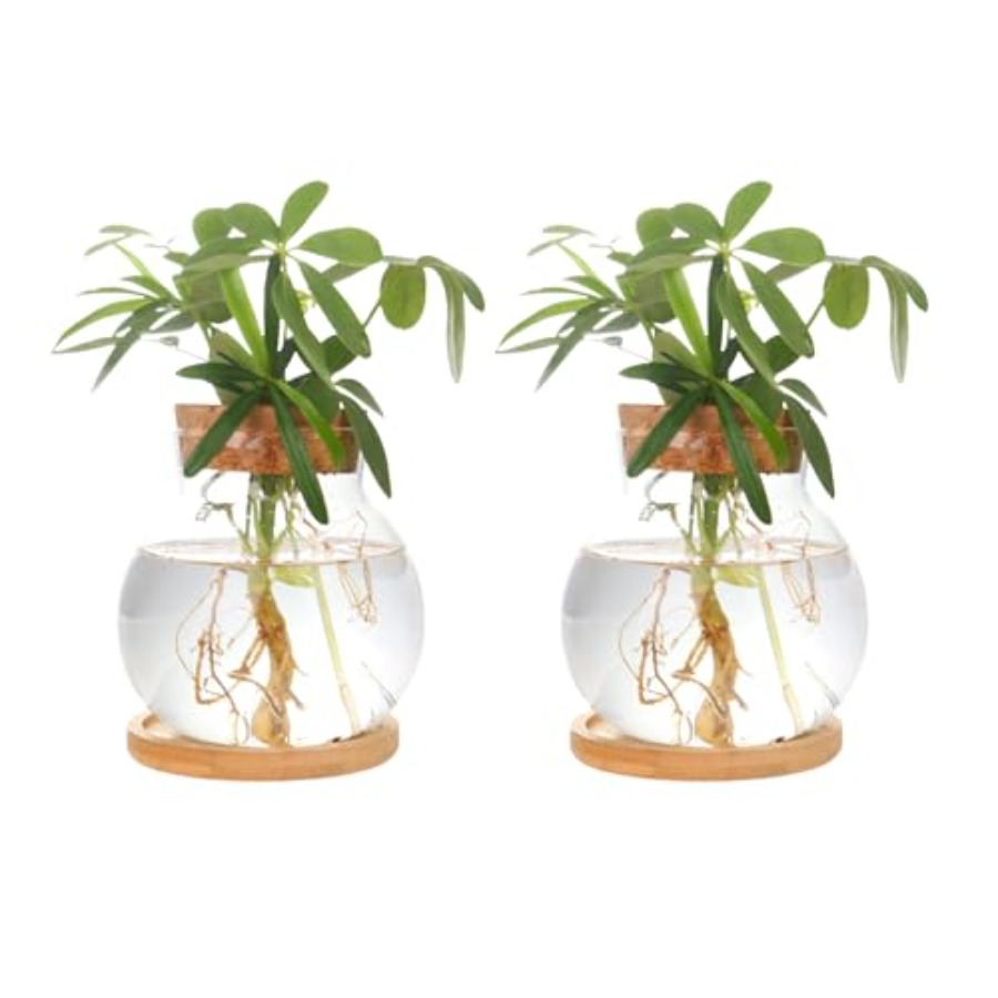 Plant Propagation Station, Hyd – Propagation Station Vase recenzja i cena