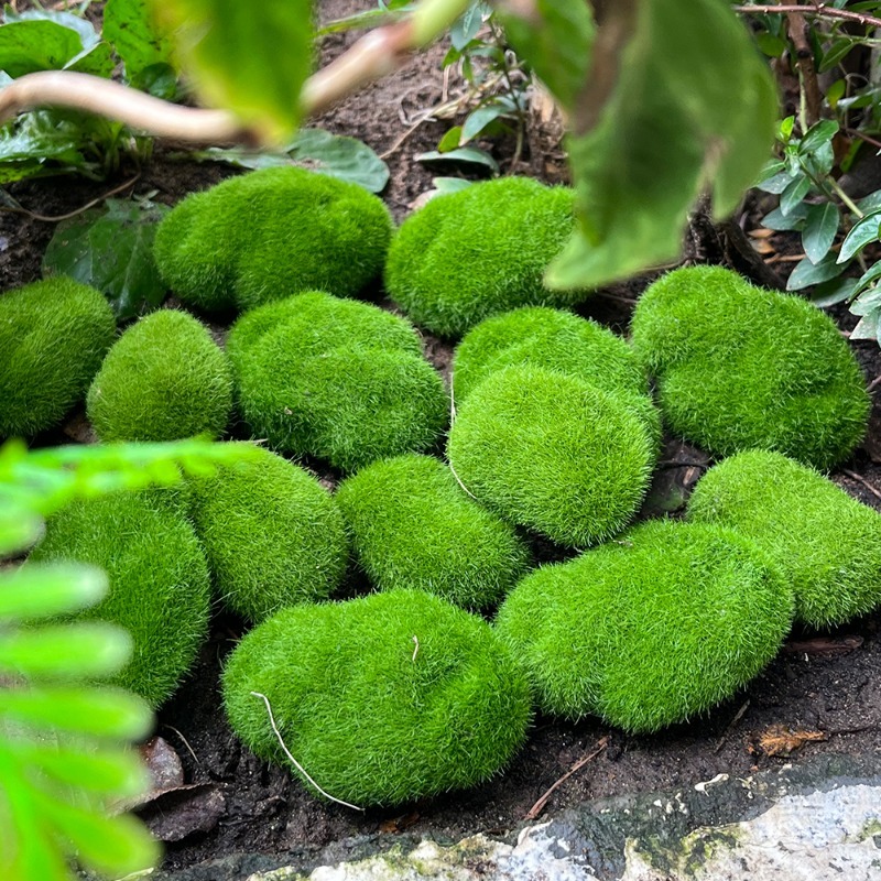 5/30pcs Simulation Moss Stone  – Sphagnum Moss Dry recenzja i cena