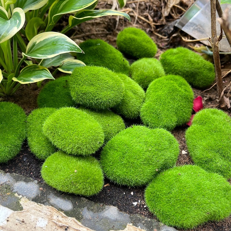 5/30pcs Simulation Moss Stone  – Sphagnum Moss Dry recenzja i cena
