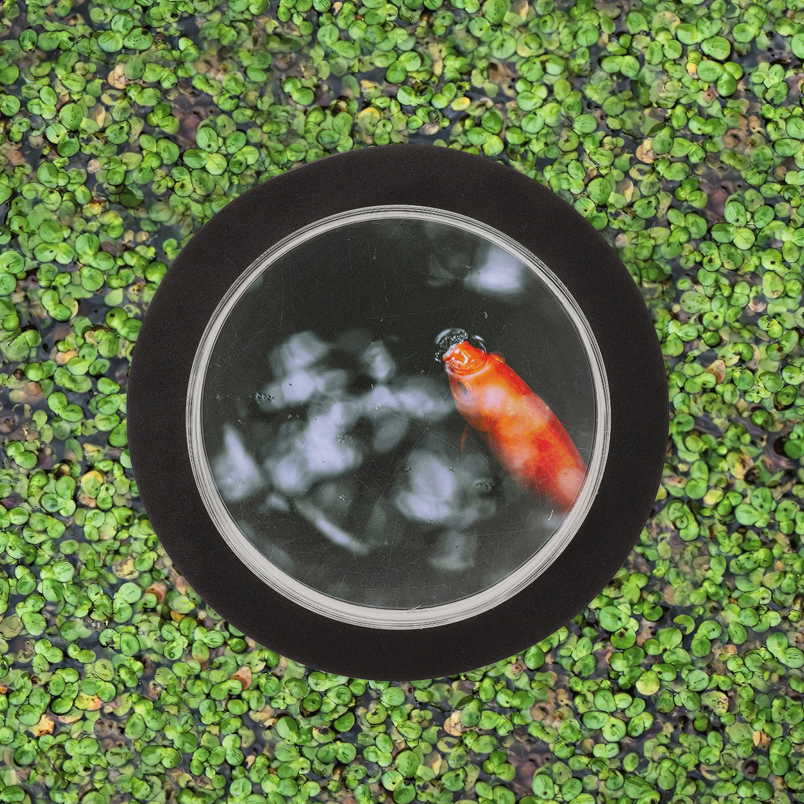 Outdoor Decor Fish Dome Pond A – Plastic Dome Clear recenzja i cena