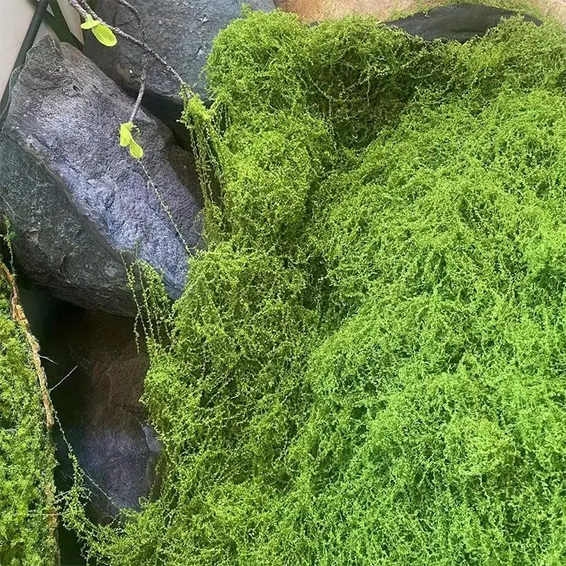Green Fake Moss DIY Crafts Gra – Sphagnum Moss Dry recenzja i cena