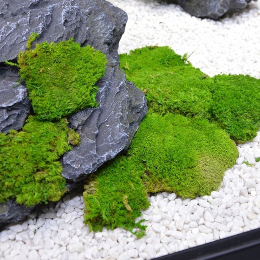 20/80g Eternal Life Moss Grass – Sphagnum Moss Dry recenzja i cena