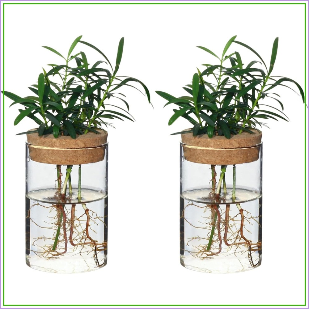 Desktop Glass Flower Vases - I – Propagation Station Vase recenzja i cena