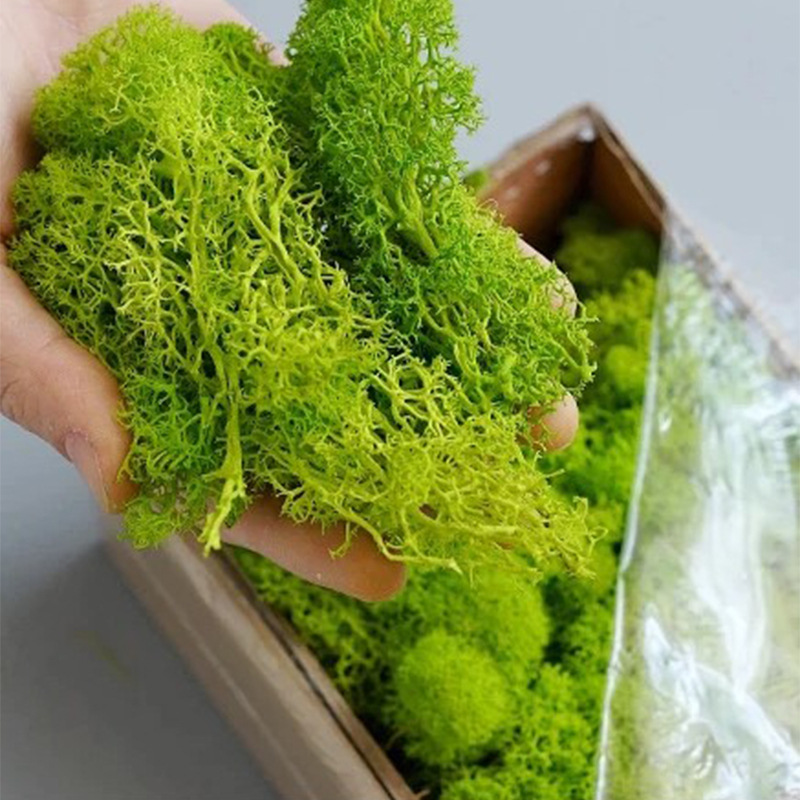 200g Artificial Green Plants M – Sphagnum Moss Dry recenzja i cena