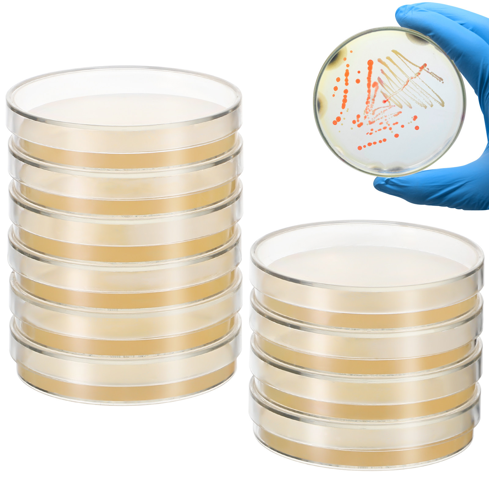 20Pcs Pre-Poured Agar Plates N – Agar Tissue Culture recenzja i cena