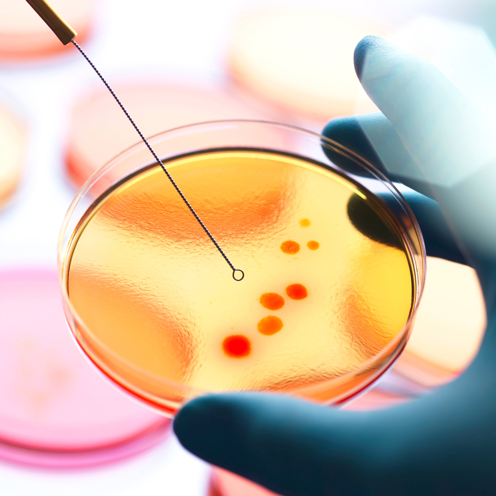 20Pcs Pre-Poured Agar Plates N – Agar Tissue Culture recenzja i cena