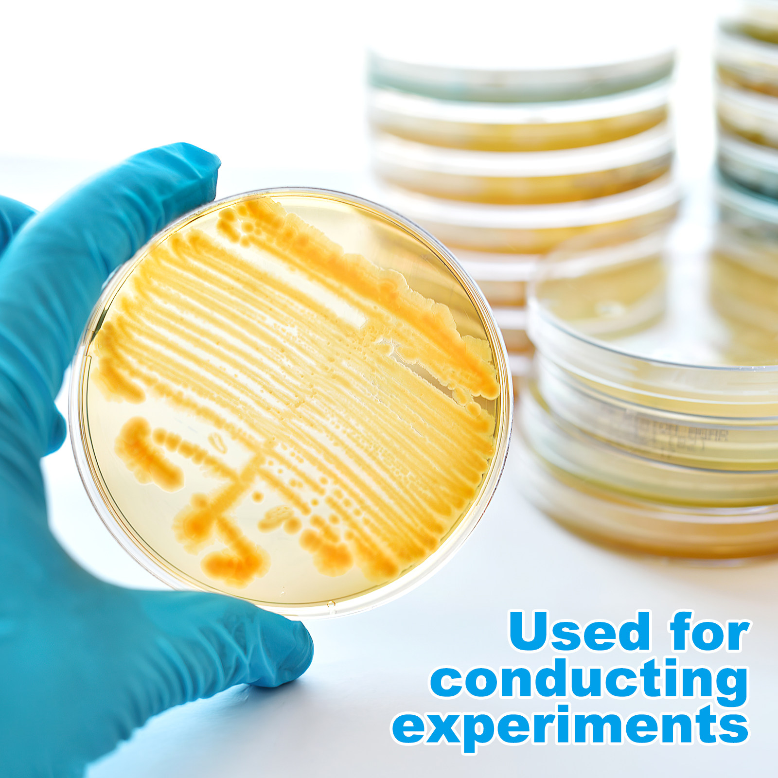10pcs Prepoured Agar Plates Pe – Agar Tissue Culture recenzja i cena